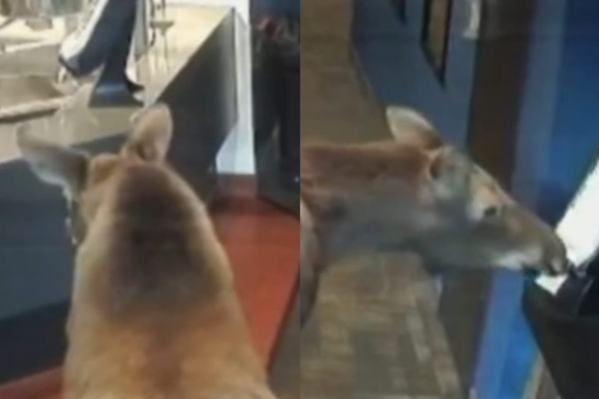 Alce affamata si trasforma in ladra: entra nel cinema e ruba i pop corn, video esilarante  --- (Fonte immagine: https://www.velvetpets.it/wp-content/uploads/2023/08/Alce-25082023-VelvetPets.it_.jpg)