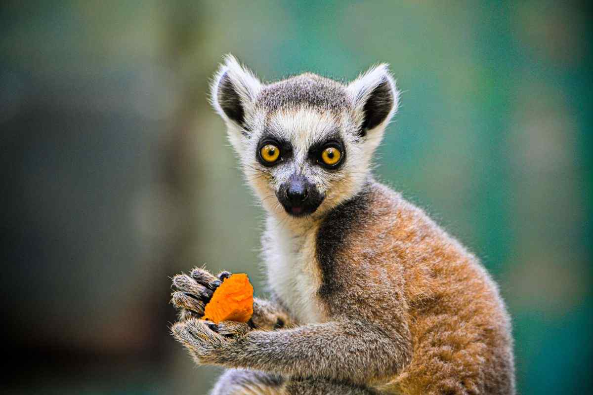 Animali costretti a fidarsi dell'uomo