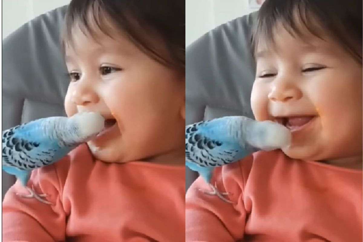bebè e pappagallino video dolcissimo virale