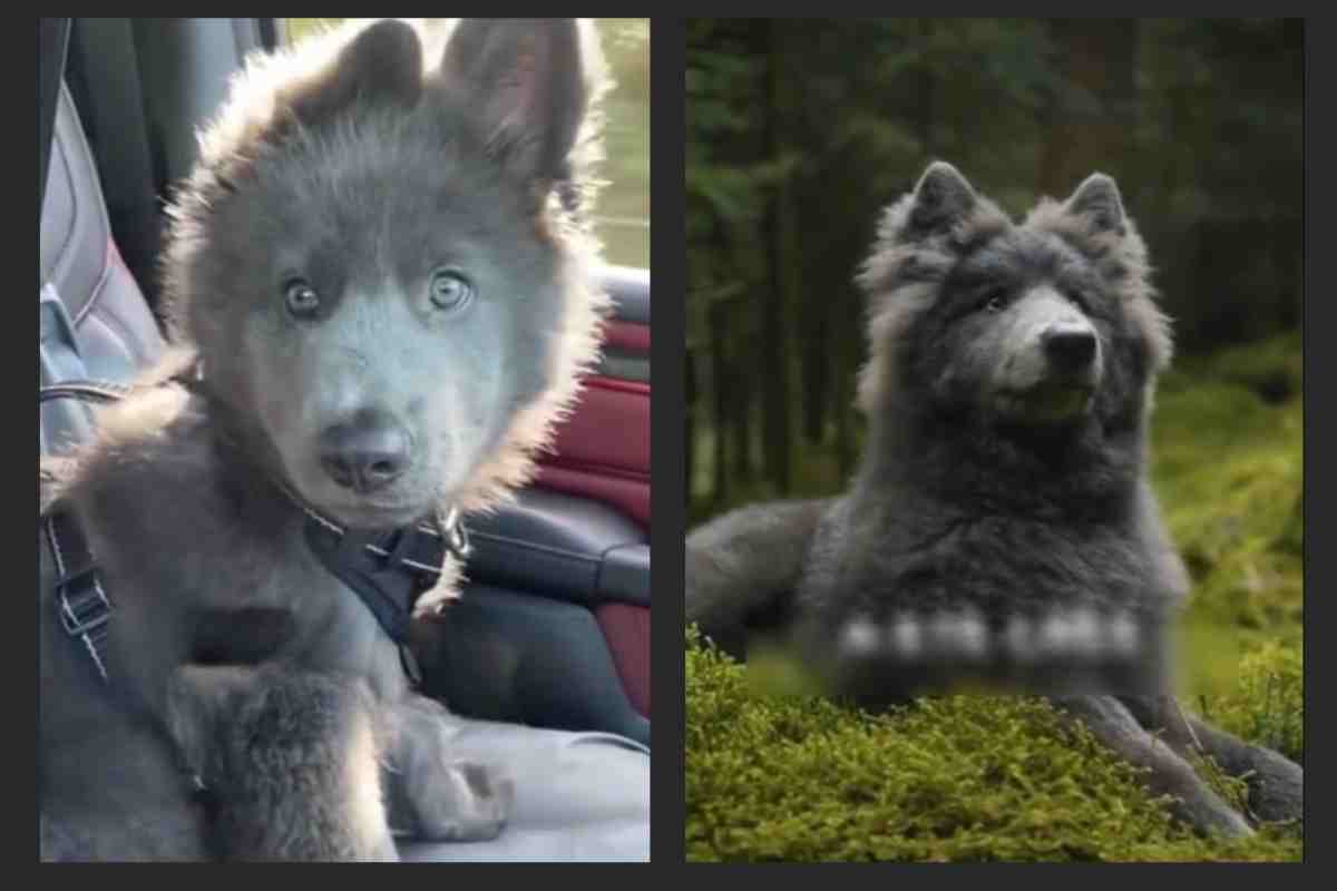Blue Bell, la nuova razza di tendenza: il risultato alla ricerca di un cane che assomigliasse ad un lupo è impressionante 