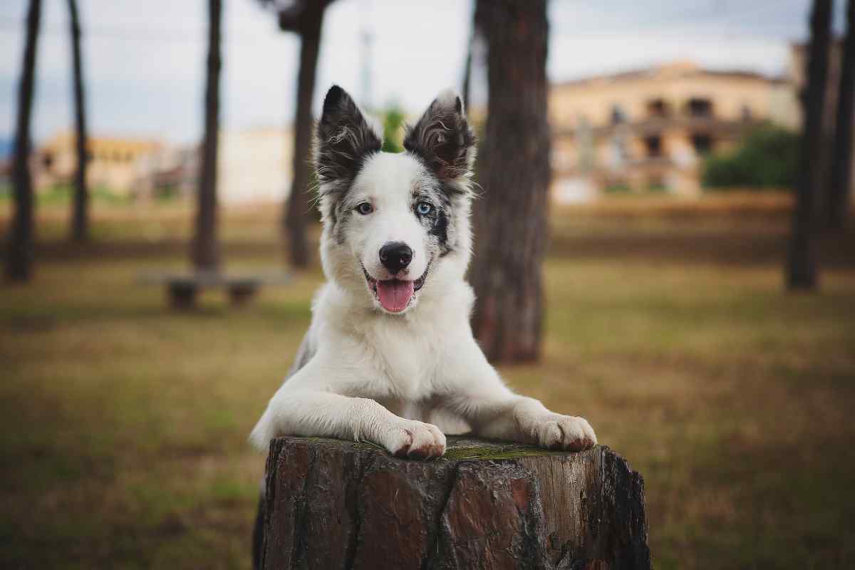 cagnolino dolorante storia ,miracolo