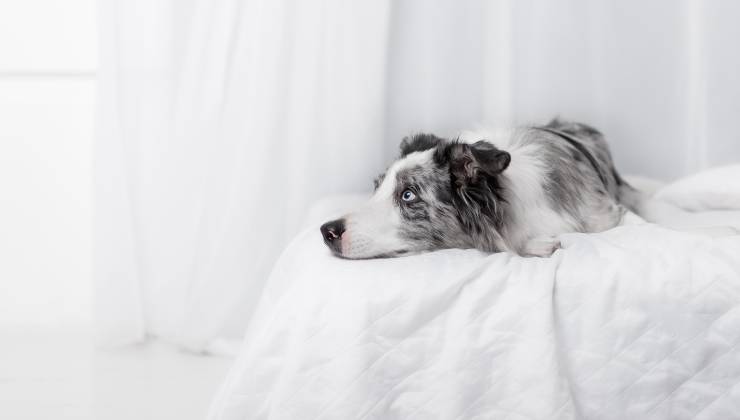 cagnolino dolorante storia ,miracolo