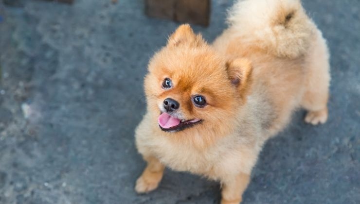 Cane cucciolo ignora il comando degli agenti scena divertente video