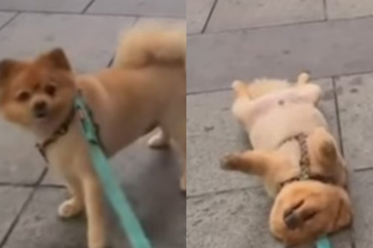 Cane cucciolo ignora il comando degli agenti scena divertente video