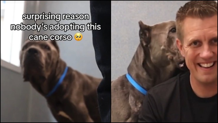 Cane corso logan canile prima dell'adozione