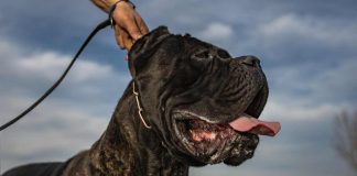 Cane Corso canile logan