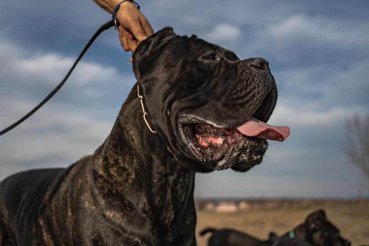 They adopt him from the shelter and bring him back a few hours later: Logan is desperate, but the story has an unexpected ending