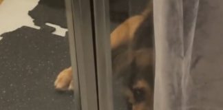 Cane adottato dopo 8 anni passati in canile