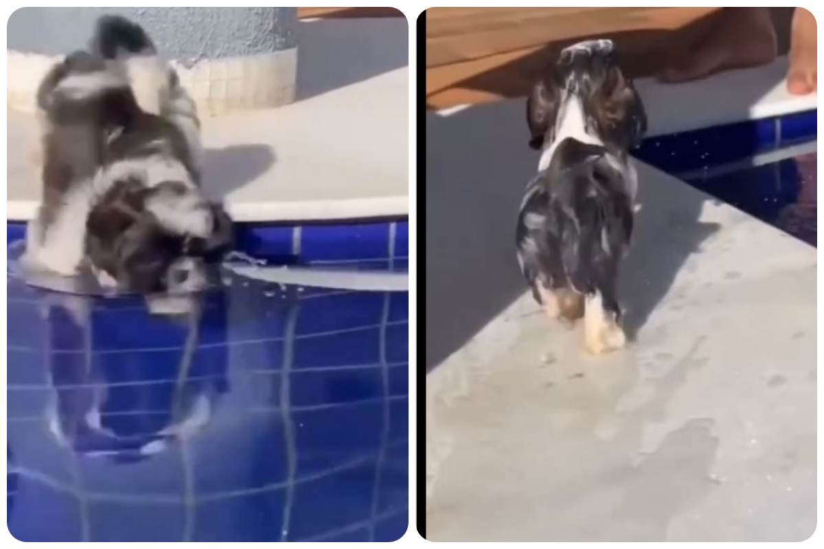 cagnolino cade nella piscina video