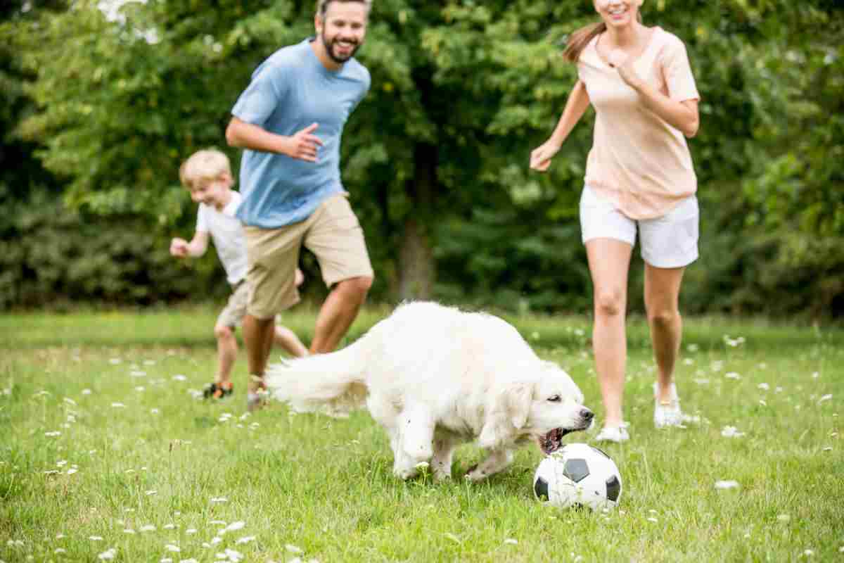 Cane che gioca a calcio