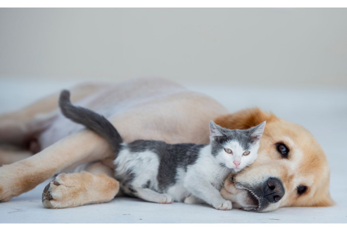 gatto e cane terrorizzato litigano per una poltrona video