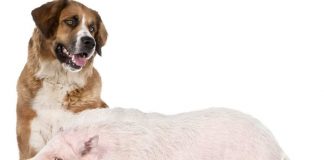 cane insegnante a maialino
