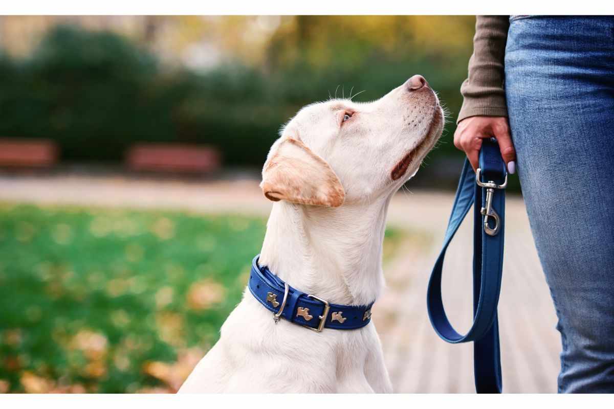 Cane reagisce al bacio coccole padrona