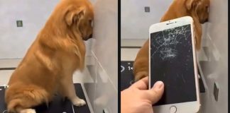 cane e padrone autopunizione