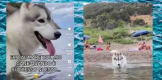 Cane in acqua-Fonte Youtube @martyeyuko