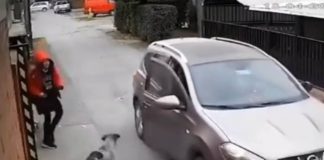 Cane eroe salva ragazza da un rapimento