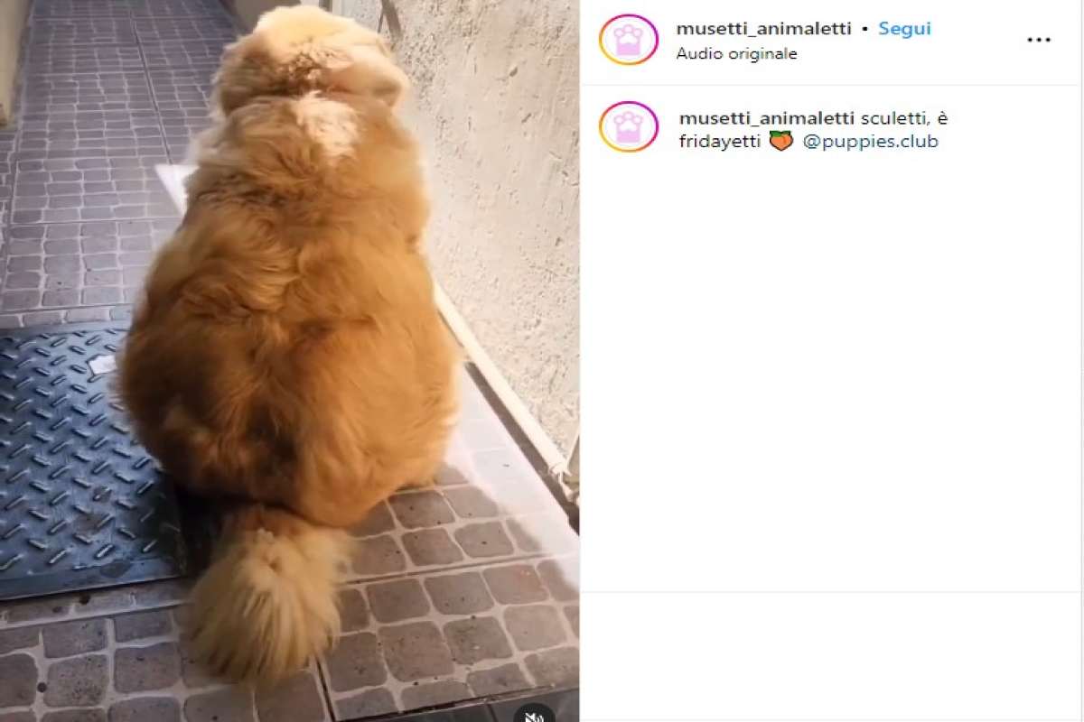 Cane muove il bacino