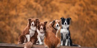Assicurazione per il cane