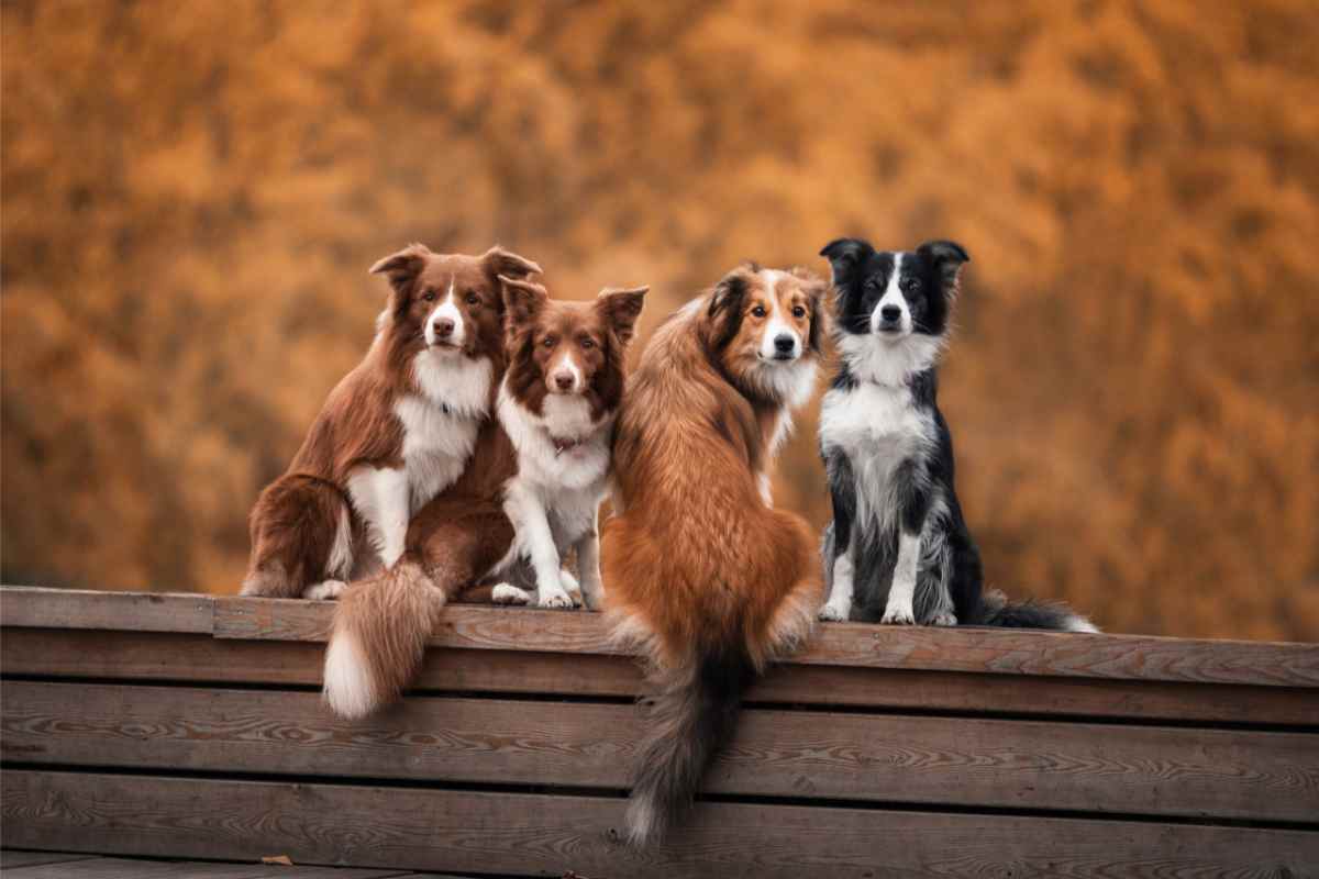 Assicurazione per il cane