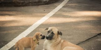 Cucciolo e mamma cane