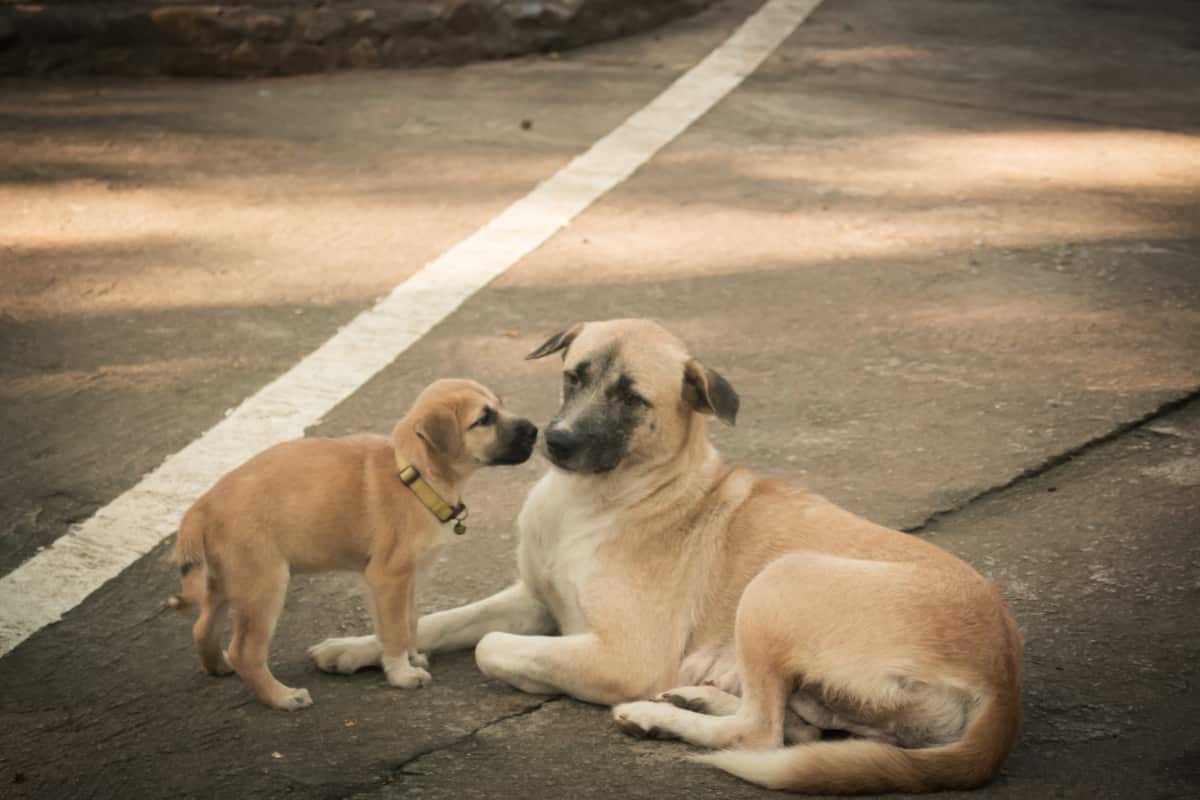 Cucciolo e mamma cane