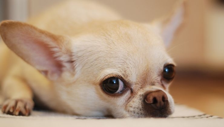 Chihuahua infuriato sushi reazione