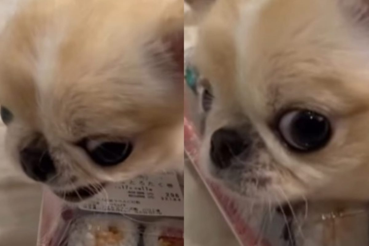Chihuahua arrabbiato cibo sushi video