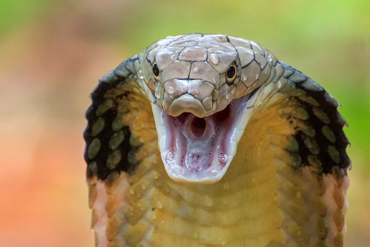 Cobra velenoso salva i cuccioli