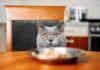 il gatto sale sul tavolo quando si mangia rimedi