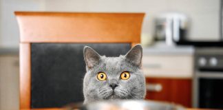 il gatto sale sul tavolo quando si mangia rimedi
