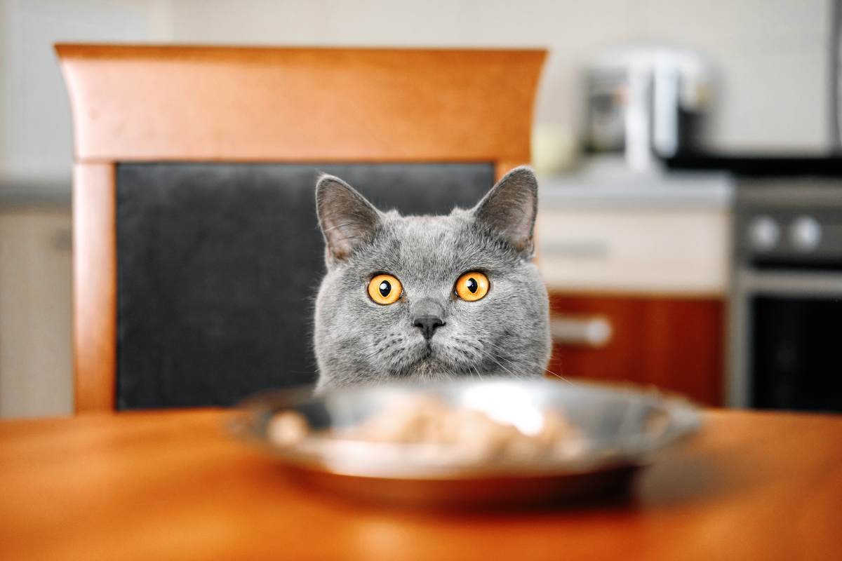 Gatto che sale sul tavolo mentre si mangia: cosa fare per allontanarlo senza spaventarlo 