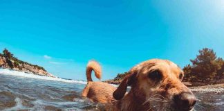 Cuccioli quando fare il primo bagno mare