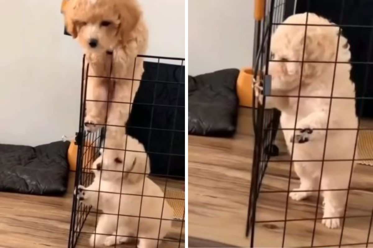 Cuccioli in gabbia fuggono video