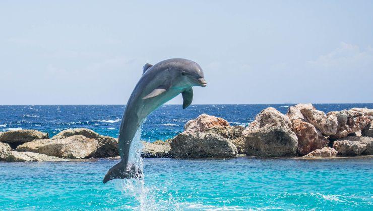 Errori con i delfini che si incontrano in mare