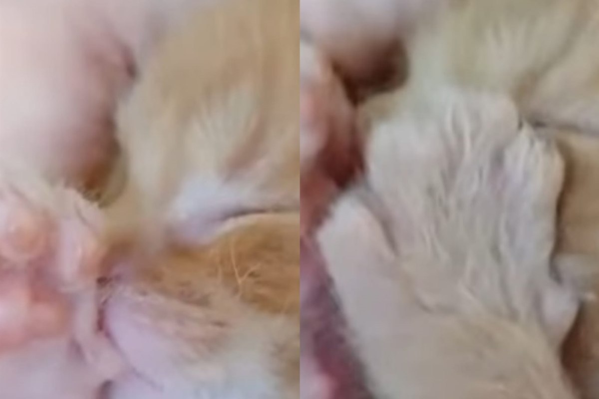 Gattino neonato addormentato video tenerissimo