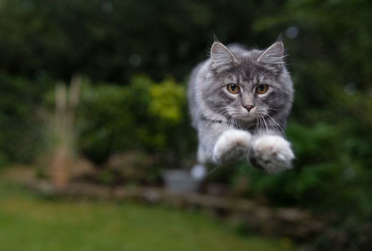 Gatti salto tetto motivo