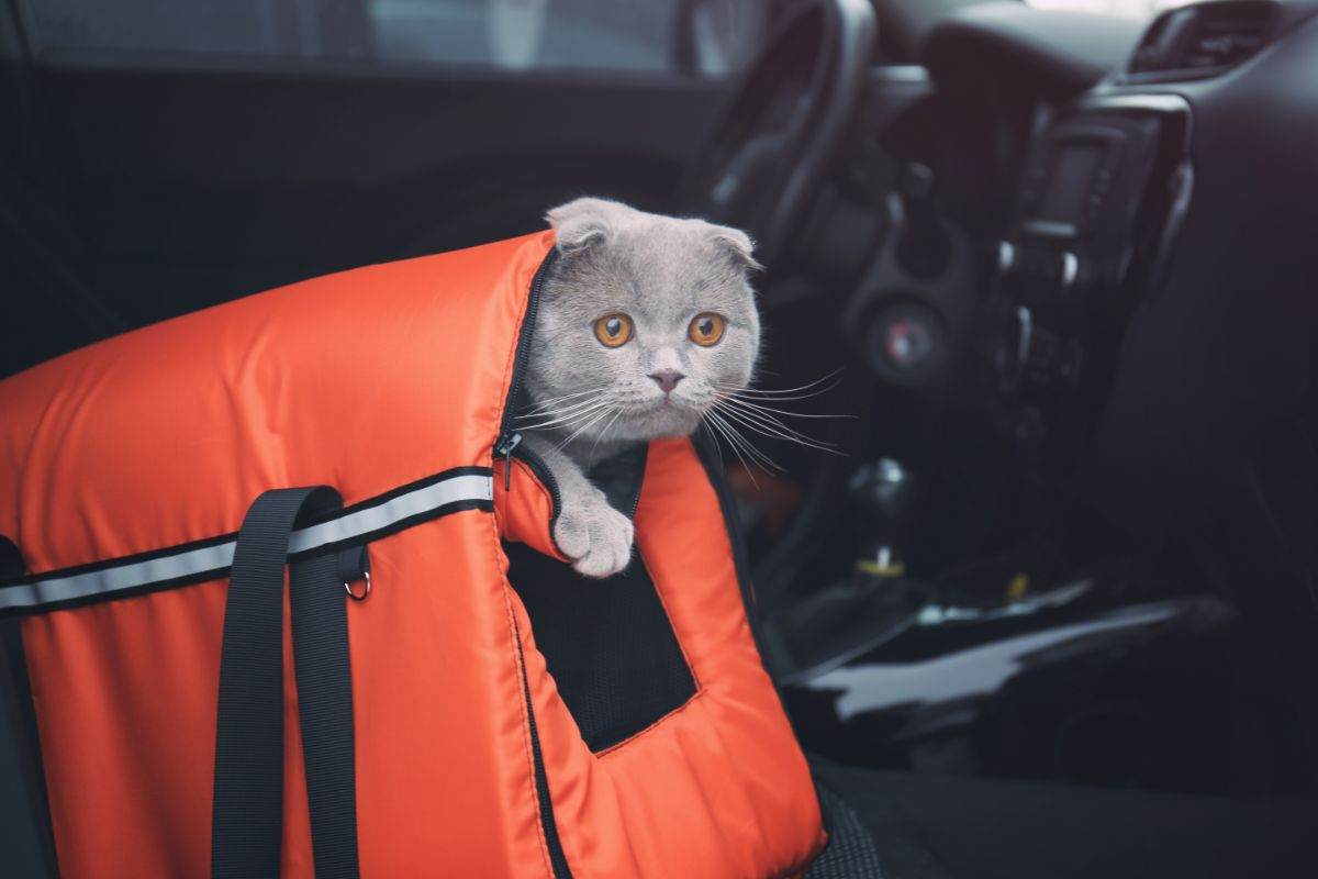 Gatto mal d'auto rimedi nel trasportino