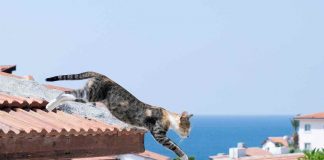 Gatti salto tetto motivo