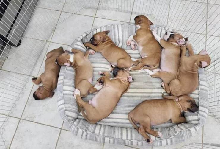 Ginger cagnolina incinta e i suoi 8 cuccioli di boxer sopravvissuti