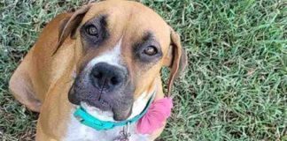 Ginger, la cagnolina incinta abbandonata