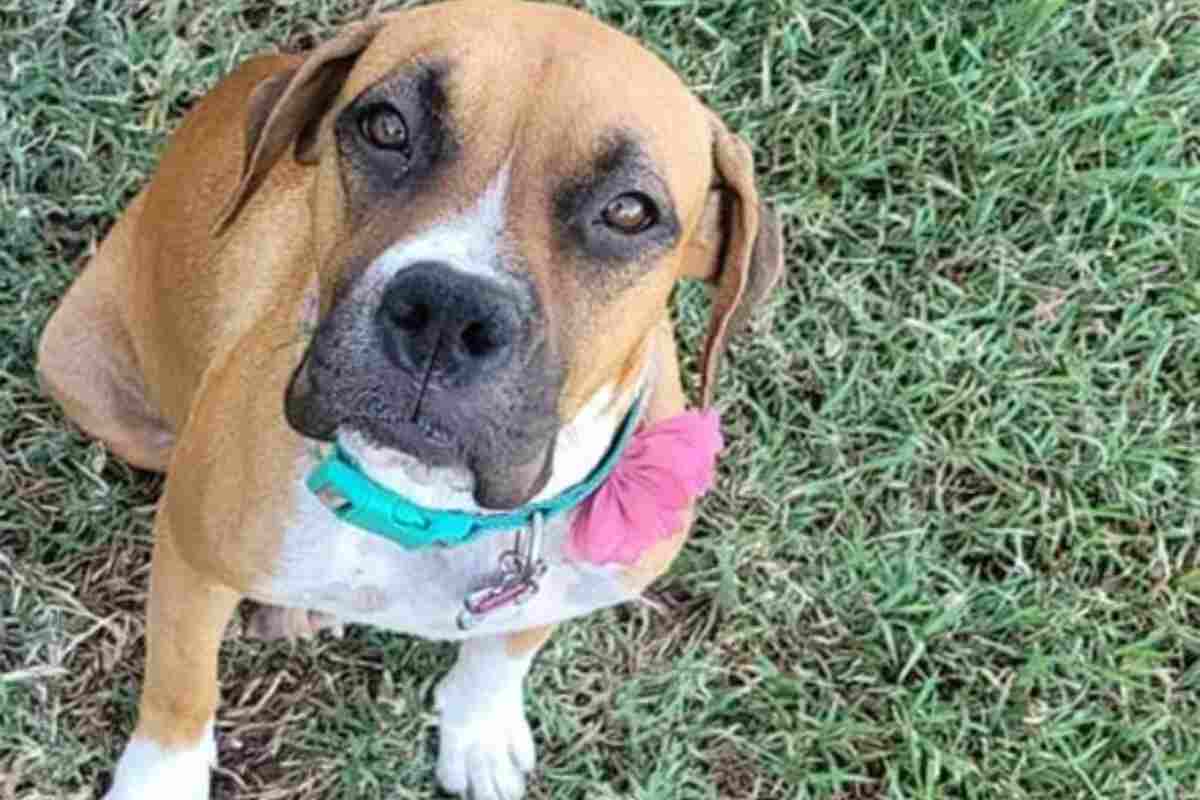 Ginger, la cagnolina incinta abbandonata