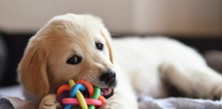 Cucciolo di Golden Retriver