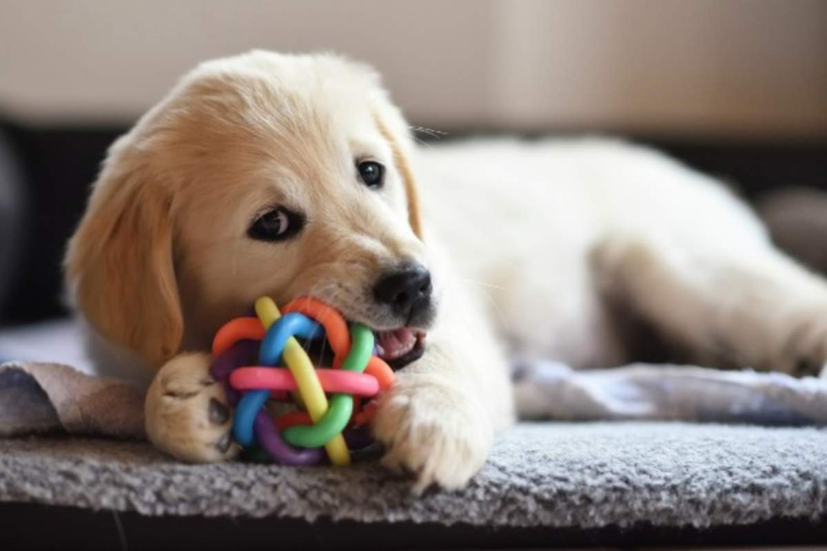 Cucciolo di Golden Retriver