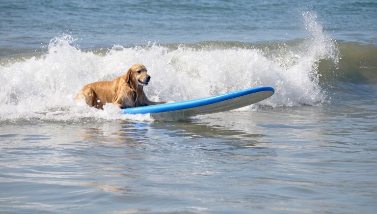 Cucciolo mare surf onde