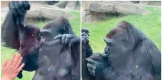 mamma zoo neonato gorilla reazione video