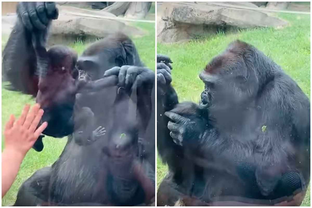 Una mamma allo zoo con la sua bimba appena nata, la reazione della gorilla è commovente: prende il suo piccolo per mostrare il suo gioiello 