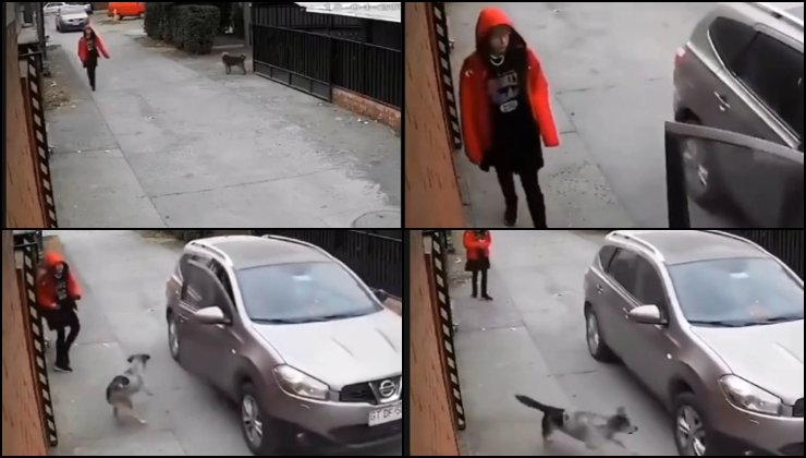 Il cane eroe salva la ragazza dal rapimento: le registrazioni