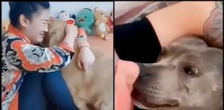 Il video commuovente dell'amore tra animale e umano