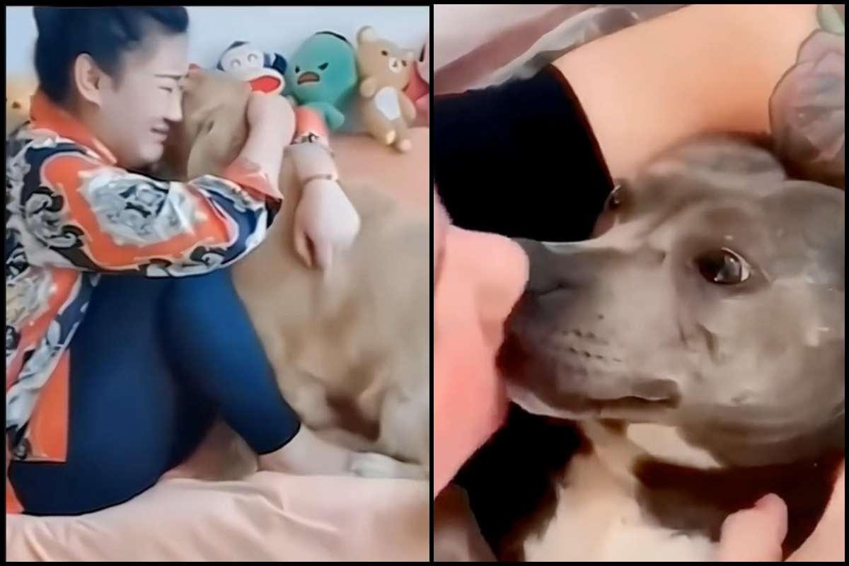 Il video commuovente dell'amore tra animale e umano