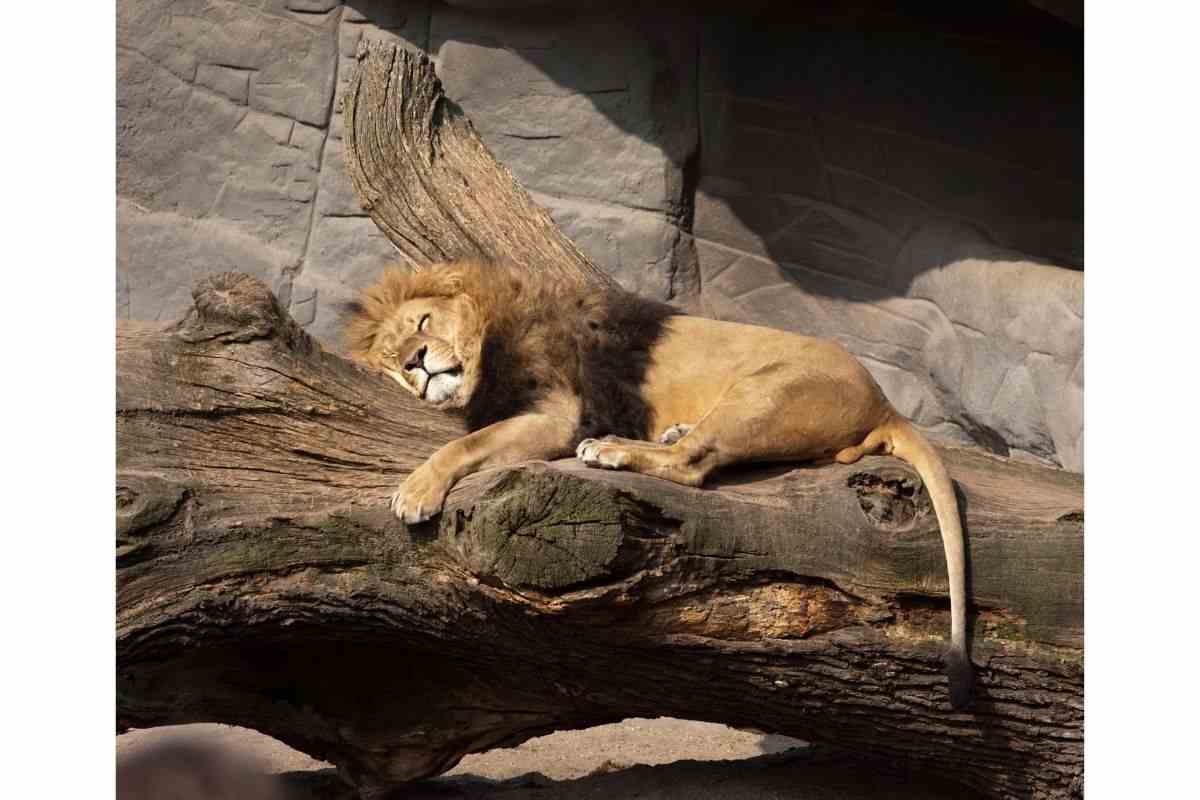 svegliare un Leone che dorme video